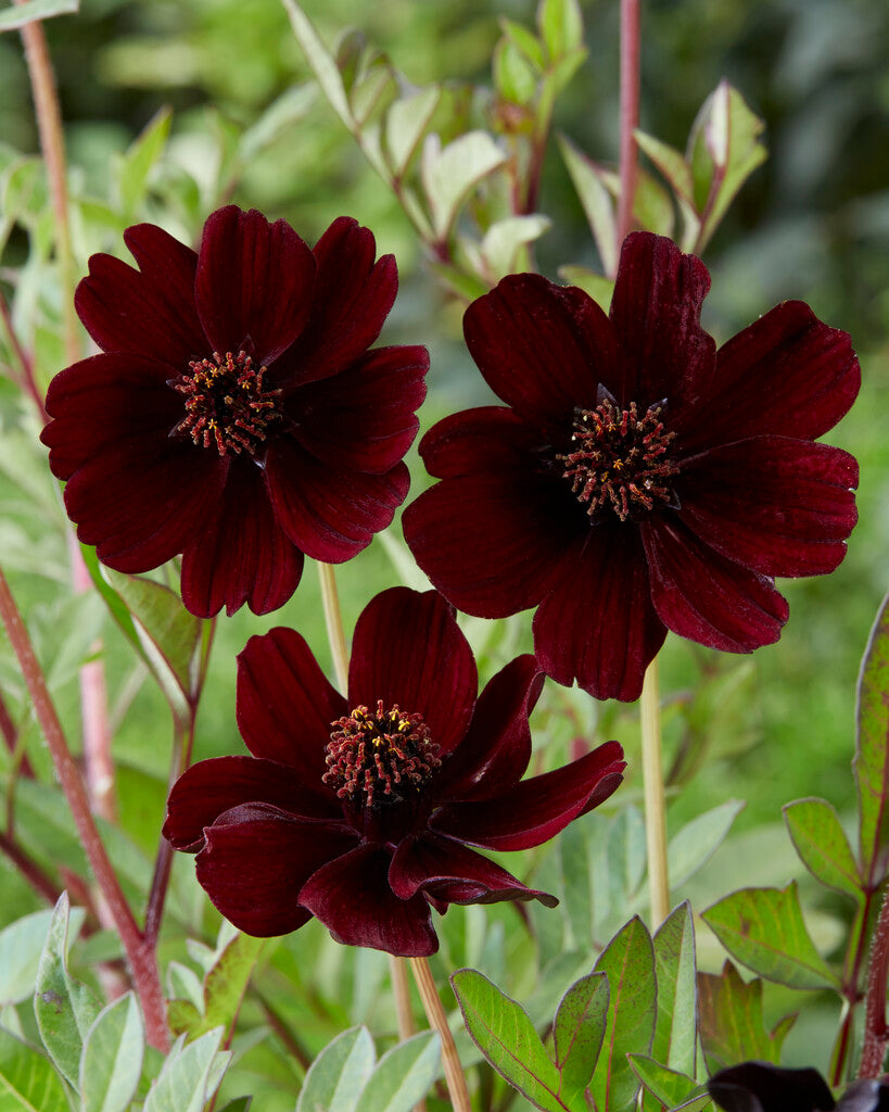 Sjokoladeskive (Sjokoladeblomst)-Cosmos Atrosanguineus 1-pakk